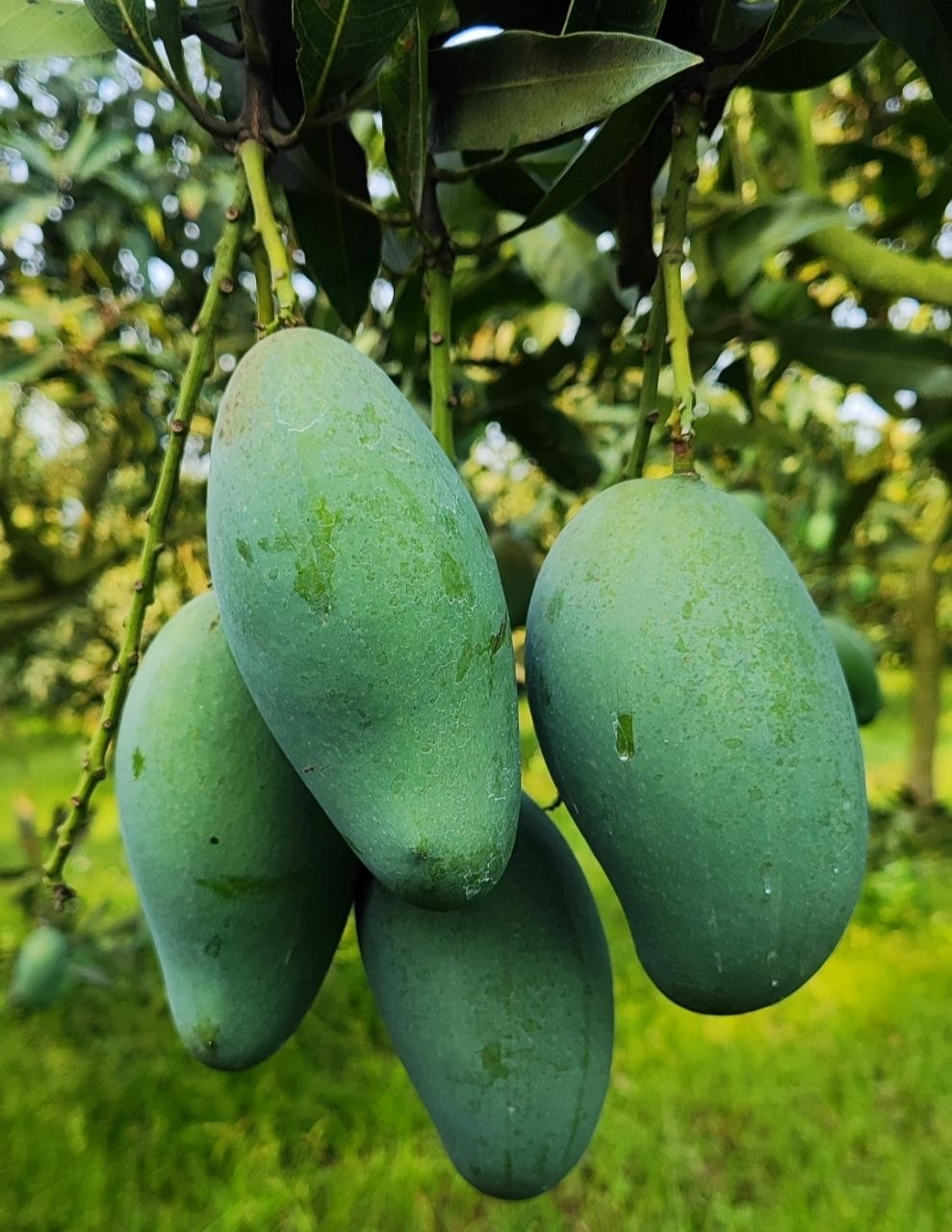 আম্রপালি আম
