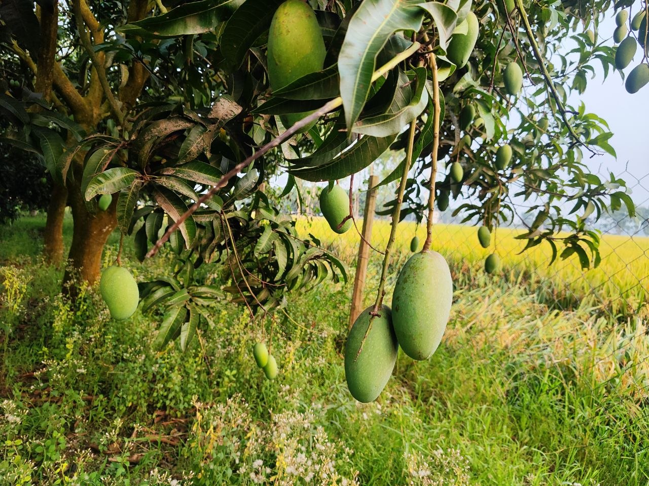 নাক ফজলি